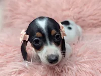 Claire, a female Miniature Dachshund for sale in Moreno Valley, CA – 2 of 6
