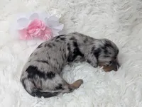 Onyx, a female Miniature Dachshund for sale in Moreno Valley, CA – 6 of 7