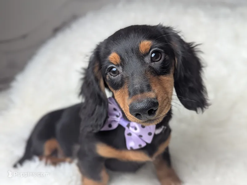 Buck – Miniature Dachshund puppy for sale in Moreno Valley, CA
