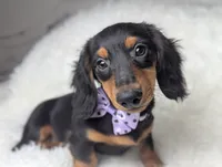 Buck, a male Miniature Dachshund for sale in Moreno Valley, CA – 1 of 6
