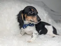 Leo, a male Miniature Dachshund for sale in Moreno Valley, CA – 3 of 6