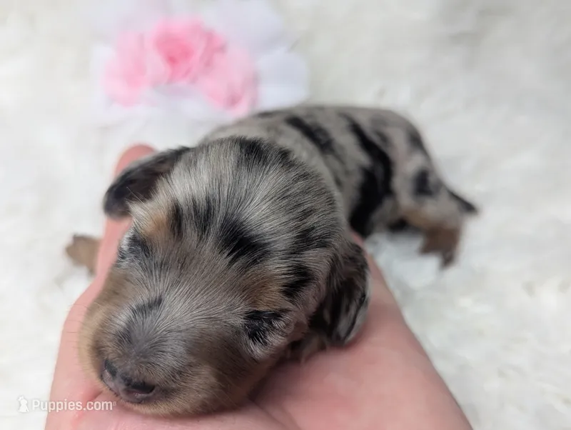 Onyx – Miniature Dachshund puppy for sale in Moreno Valley, CA