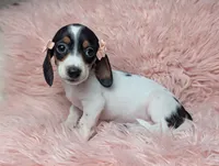 Claire, a female Miniature Dachshund for sale in Moreno Valley, CA – 3 of 6