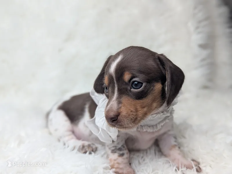 Penny – Miniature Dachshund puppy for sale in Moreno Valley, CA