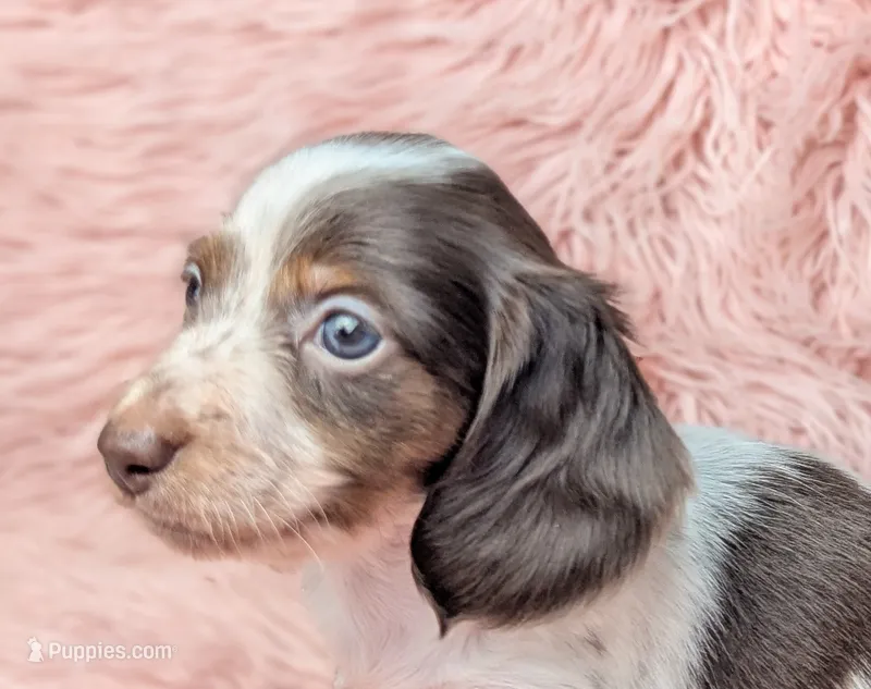 Poppy – Miniature Dachshund puppy for sale in Moreno Valley, CA