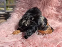 Frannie, a female Miniature Dachshund for sale in Moreno Valley, CA – 8 of 8