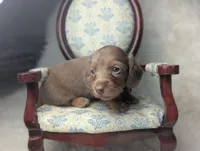 Nelson, a male Miniature Dachshund for sale in Moreno Valley, CA – 3 of 6