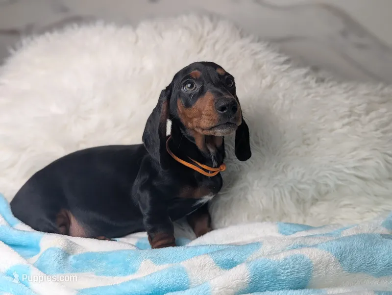 Franky – Miniature Dachshund puppy for sale in Moreno Valley, CA