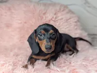 Suzy, a female Miniature Dachshund for sale in Moreno Valley, CA – 4 of 6