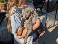 Tilly, a female Miniature Dachshund for sale in Moreno Valley, CA – 9 of 10