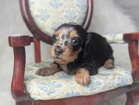 Frannie, a female Miniature Dachshund for sale in Moreno Valley, CA – 3 of 7