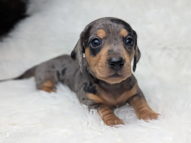 Ranger – Miniature Dachshund puppy for sale in Moreno Valley, CA