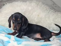 Franky, a male Miniature Dachshund for sale in Moreno Valley, CA – 2 of 6