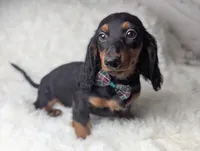 Artie, a male Miniature Dachshund for sale in Moreno Valley, CA – 5 of 6