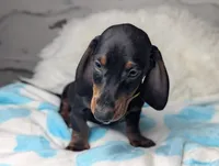 Mikey, a male Miniature Dachshund for sale in Moreno Valley, CA – 1 of 6