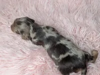 Bella, a female Miniature Dachshund for sale in Moreno Valley, CA – 6 of 6