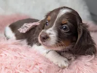 Kendra, a female Miniature Dachshund for sale in Moreno Valley, CA – Photo 4 of 8