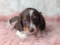 Kendra, a female Miniature Dachshund for sale in Moreno Valley, CA – Photo 6 of 8