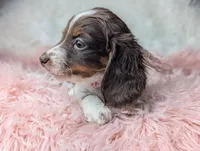 Kendra, a female Miniature Dachshund for sale in Moreno Valley, CA – Photo 8 of 8