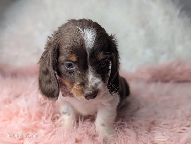 Kendra – Miniature Dachshund puppy for sale in Moreno Valley, CA
