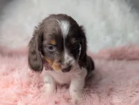 Kendra, a female Miniature Dachshund for sale in Moreno Valley, CA – Photo 1 of 8