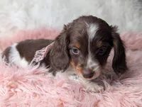 Kendra, a female Miniature Dachshund for sale in Moreno Valley, CA – Photo 7 of 8