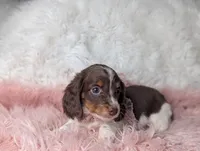 Kendra, a female Miniature Dachshund for sale in Moreno Valley, CA – Photo 2 of 8