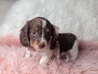 Kendra, a female Miniature Dachshund for sale in Moreno Valley, CA – Photo 3 of 8