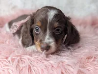 Kendra, a female Miniature Dachshund for sale in Moreno Valley, CA – Photo 5 of 8