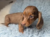 Maverick , a male Miniature Dachshund for sale in Moreno Valley, CA – 4 of 8