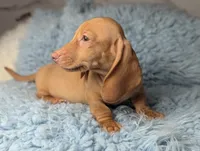 Roy, a male Miniature Dachshund for sale in Moreno Valley, CA – 6 of 7