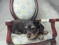 Sirus, a male Miniature Dachshund for sale in Moreno Valley, CA – 3 of 6