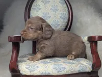 Sugar, a female Miniature Dachshund for sale in Moreno Valley, CA – 6 of 7