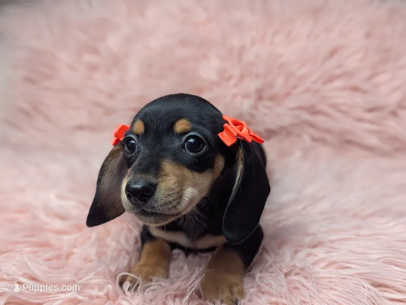 Lilly – Miniature Dachshund puppy for sale in Moreno Valley, CA