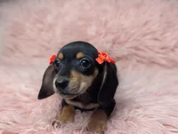 Lilly, a female Miniature Dachshund for sale in Moreno Valley, CA – 1 of 7