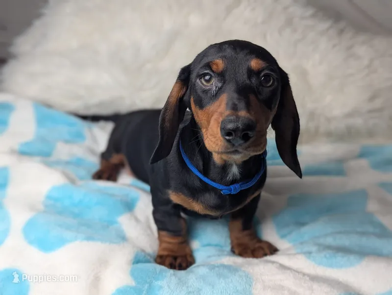 Randy – Miniature Dachshund puppy for sale in Moreno Valley, CA