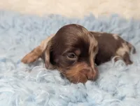 George, a male Miniature Dachshund for sale in Moreno Valley, CA – 1 of 6