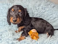 Artie, a male Miniature Dachshund for sale in Moreno Valley, CA – 5 of 6
