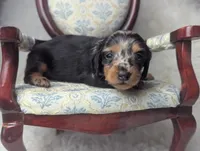 Frannie, a female Miniature Dachshund for sale in Moreno Valley, CA – 6 of 7
