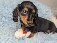 Buck, a male Miniature Dachshund for sale in Moreno Valley, CA – 4 of 6