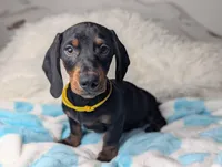 Mikey, a male Miniature Dachshund for sale in Moreno Valley, CA – 6 of 6