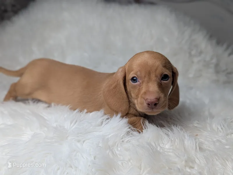 Roy – Miniature Dachshund puppy for sale in Moreno Valley, CA