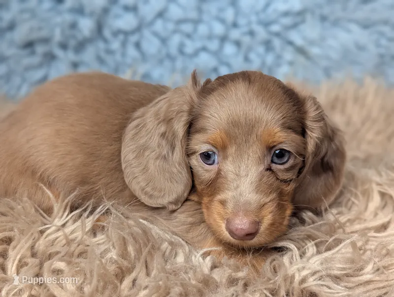 Nelson – Miniature Dachshund puppy for sale in Moreno Valley, CA