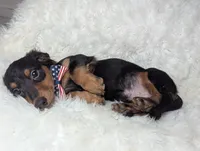 Thomas, a male Miniature Dachshund for sale in Moreno Valley, CA – 2 of 6