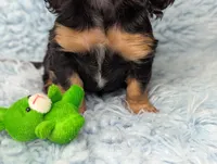 Thomas, a male Miniature Dachshund for sale in Moreno Valley, CA – 6 of 6