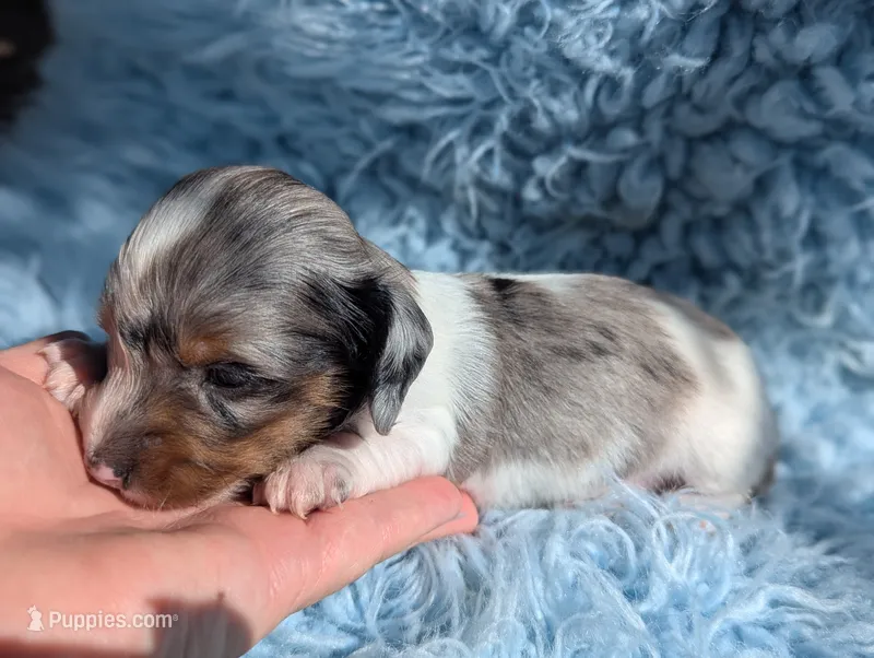 Doogie – Miniature Dachshund puppy for sale in Moreno Valley, CA