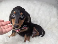 Thomas, a male Miniature Dachshund for sale in Moreno Valley, CA – 4 of 6
