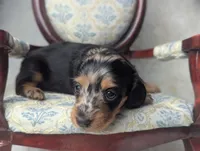 Frannie, a female Miniature Dachshund for sale in Moreno Valley, CA – 4 of 7