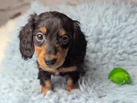 Thomas, a male Miniature Dachshund for sale in Moreno Valley, CA – 5 of 6