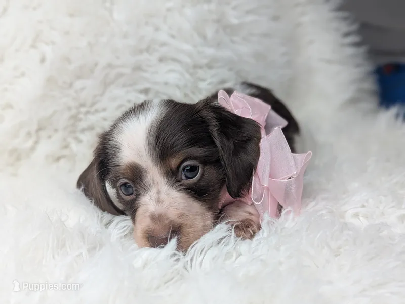 Poppy – Miniature Dachshund puppy for sale in Moreno Valley, CA